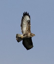 wikipedia_220px-Buzzard_UK09_buteo_buteo.JPG