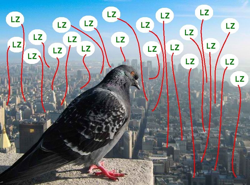 City_Bird_LZss.jpg