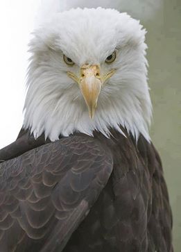 Eagle.jpg