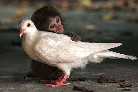 The Monkey & the Dove.jpg