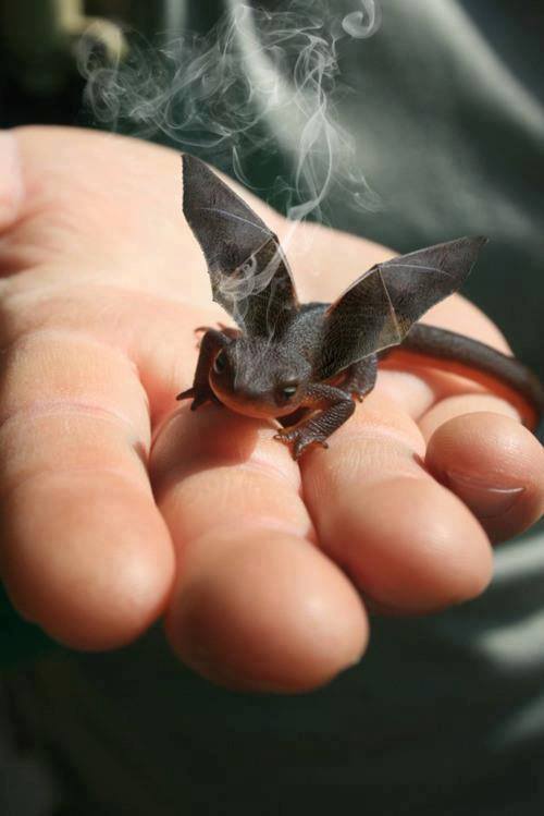 Baby Dragon.jpg