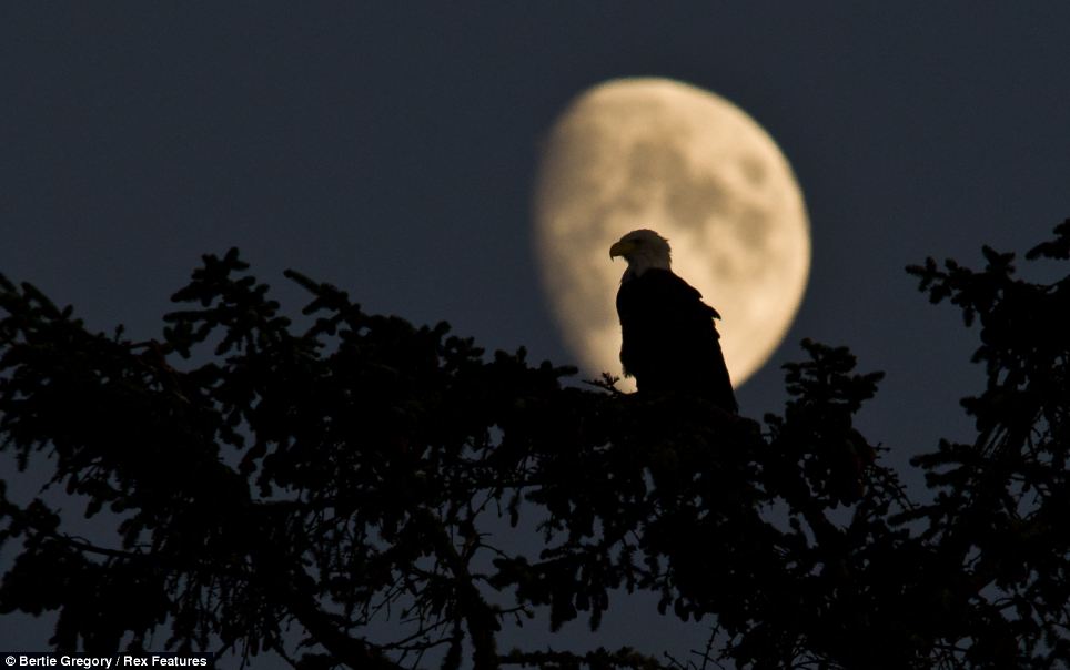 Eagle & the Moon.jpg