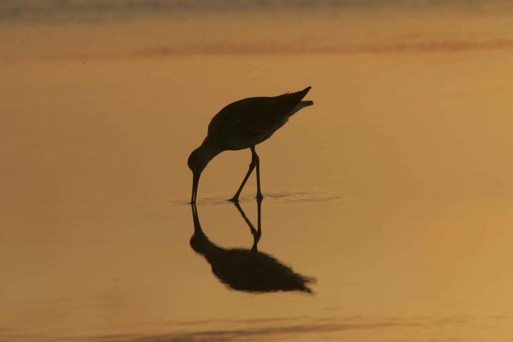 A Sandpiper.jpg