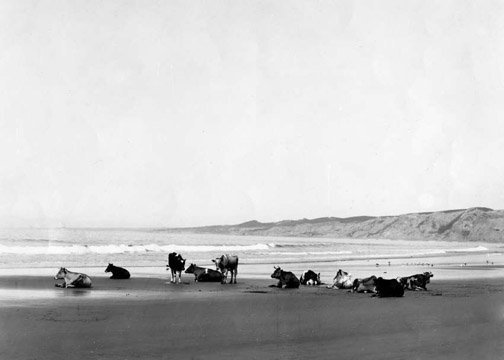 Torrey Pines Cliff.jpg