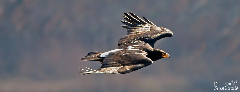 Soaring Blk Eagle.jpg