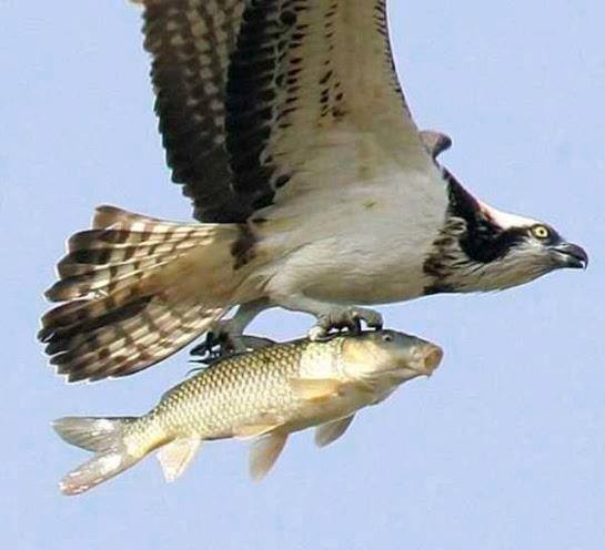 Osprey with a Carp.jpg