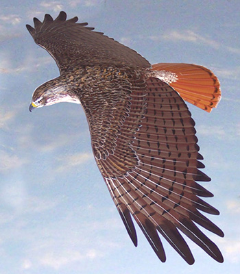 Red Tailed Hawk.jpg