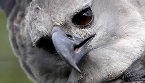 Harpy Eagle Face.jpg