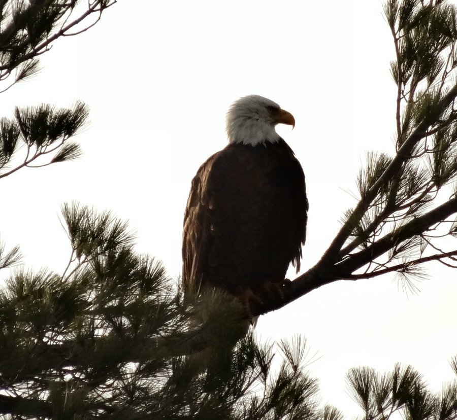 Bath Male Bald Eagle  4-11-19 crp sm.jpg