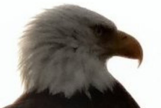 Eagle.png
