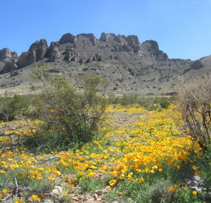 Poppies&DragonsBackMar24-2020.JPG