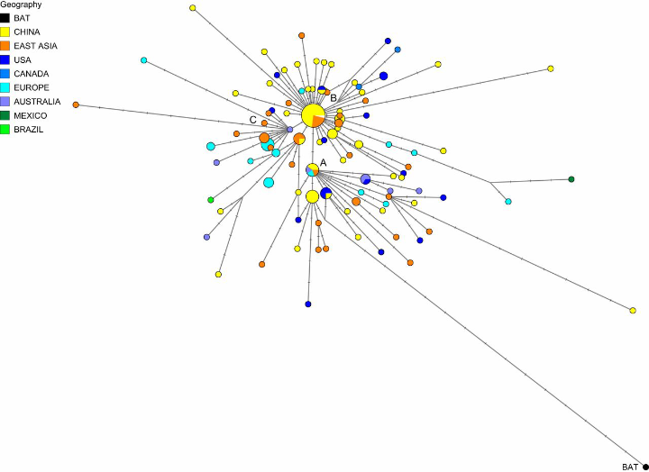 Phylogenetic_Network.png