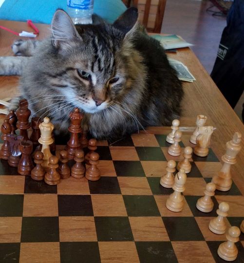 your move.jpg