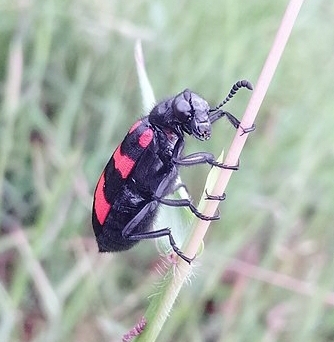 Beetle.jpg