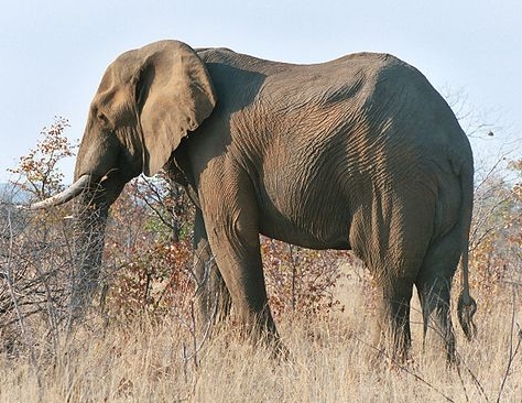 Elephant.jpg