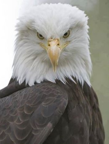 Screenshot 2025-08-13 113113Eagle Eye.jpg