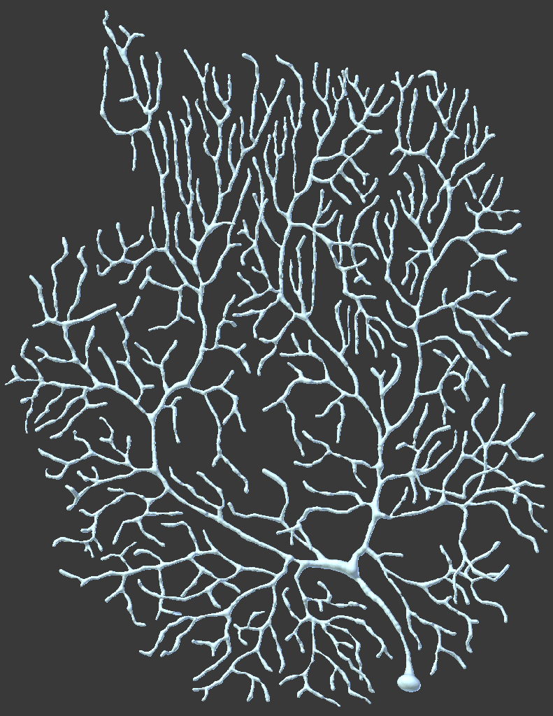 Purkinje-slice-ageP35-3.CNG.png