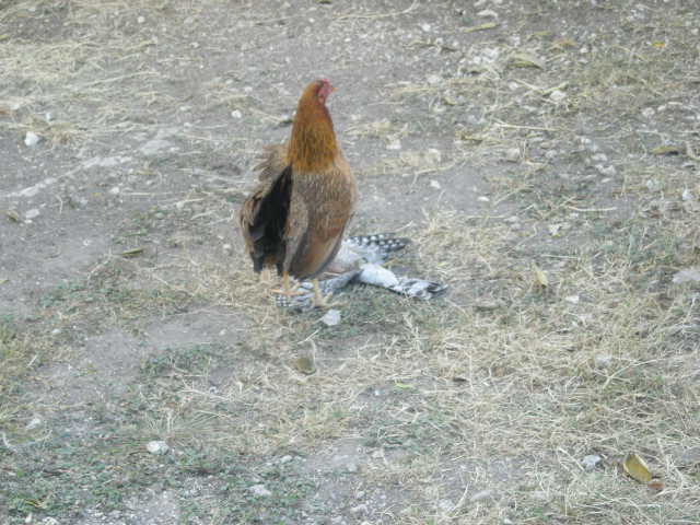 DSCN2140.JPG