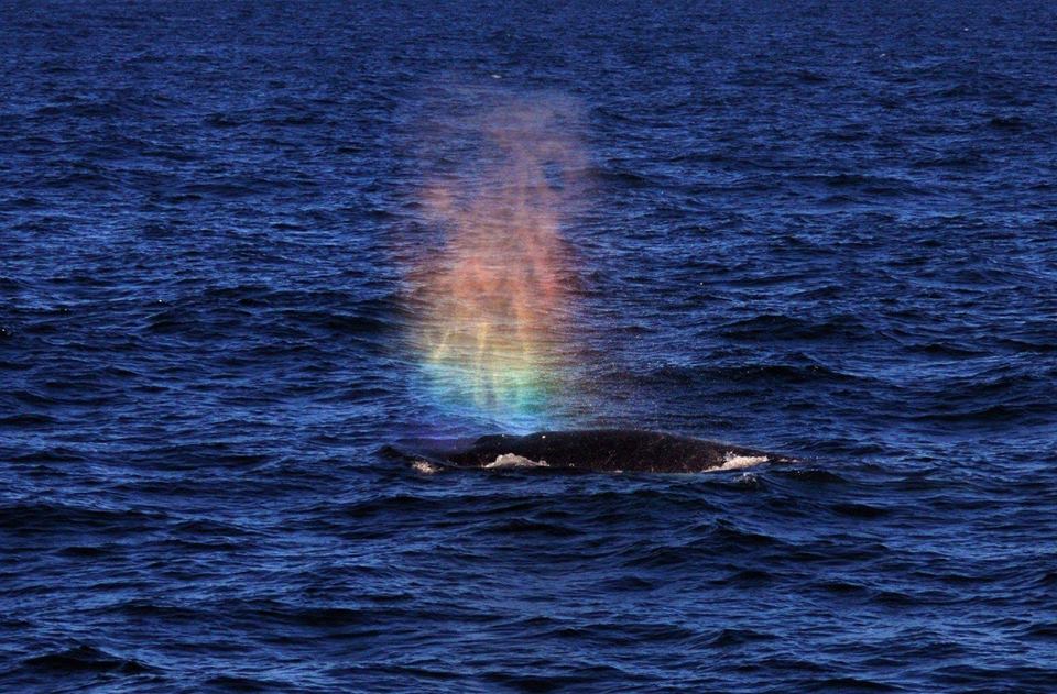 WhaleSpout.jpg