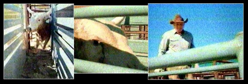 Joe_Bull.jpeg