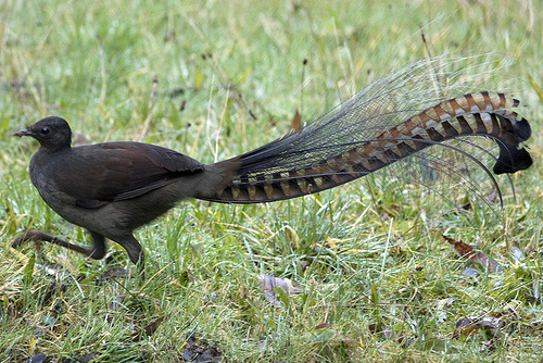 lyrebird-jpg.jpg