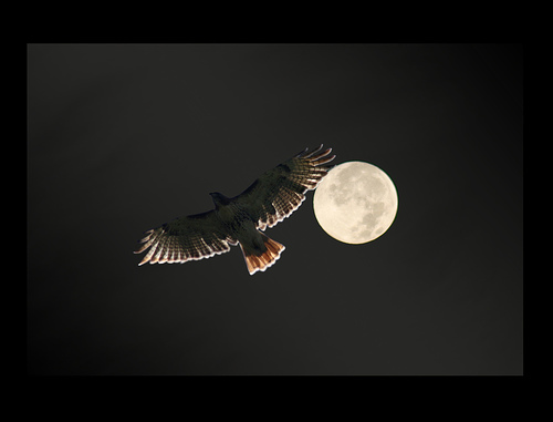 Falcon Moon.jpg