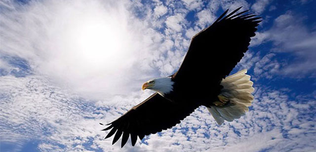 Eagle BlueSky.jpg