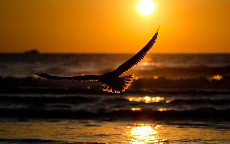 Sunfeather .jpg