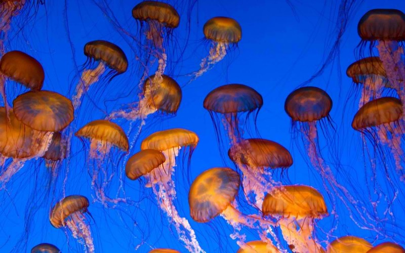 Flying JellyFish.jpeg
