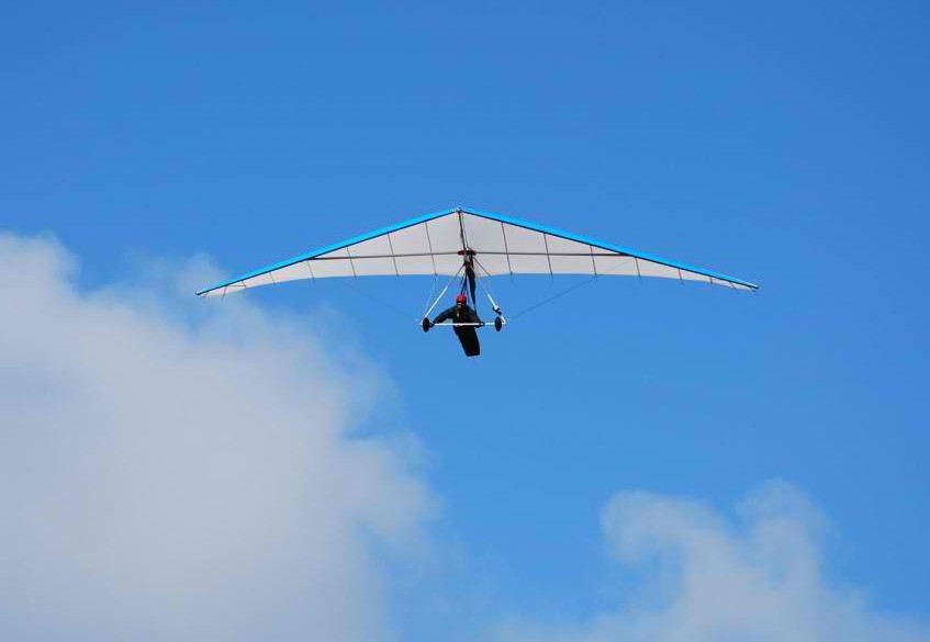 Blue Bird[.jpg