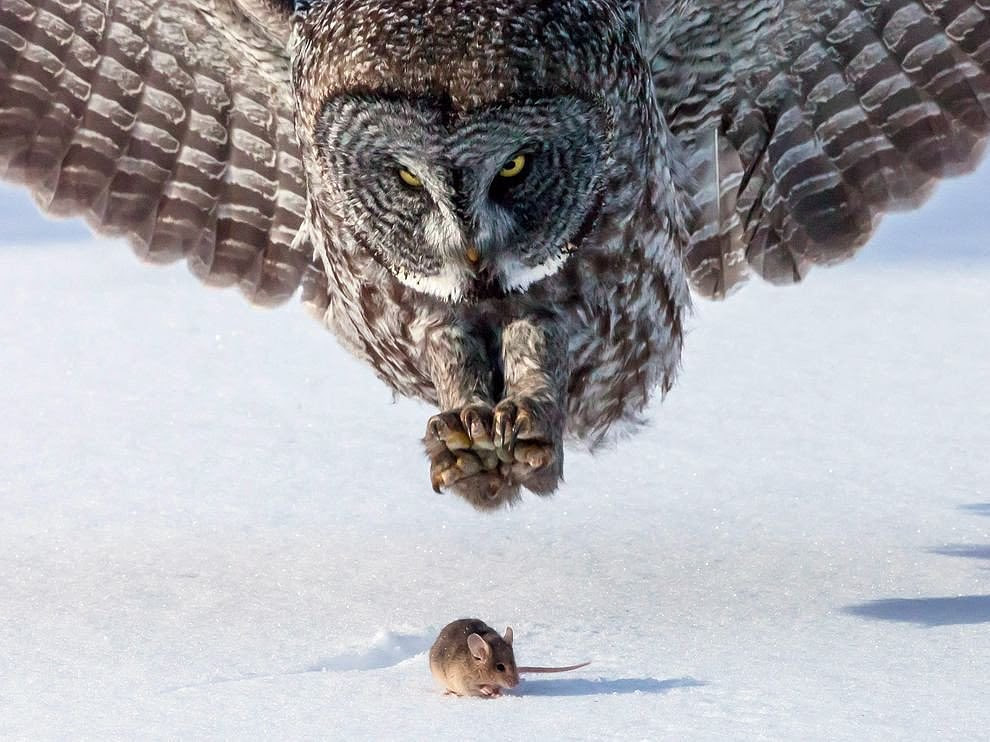 WAIT for a Clear Shot.jpg