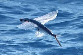 Fly Fish.jpg