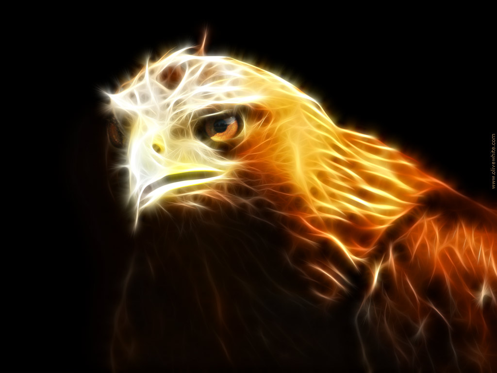 Eagle Cry's.jpg