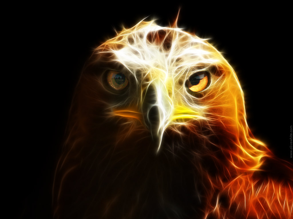 Eagle Focus.jpg