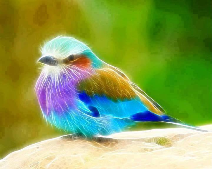 Song Bird.jpg