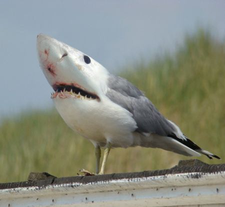 Seagull Shark.jpg