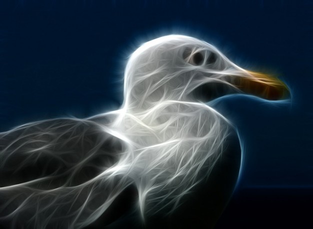 Seagull.jpg