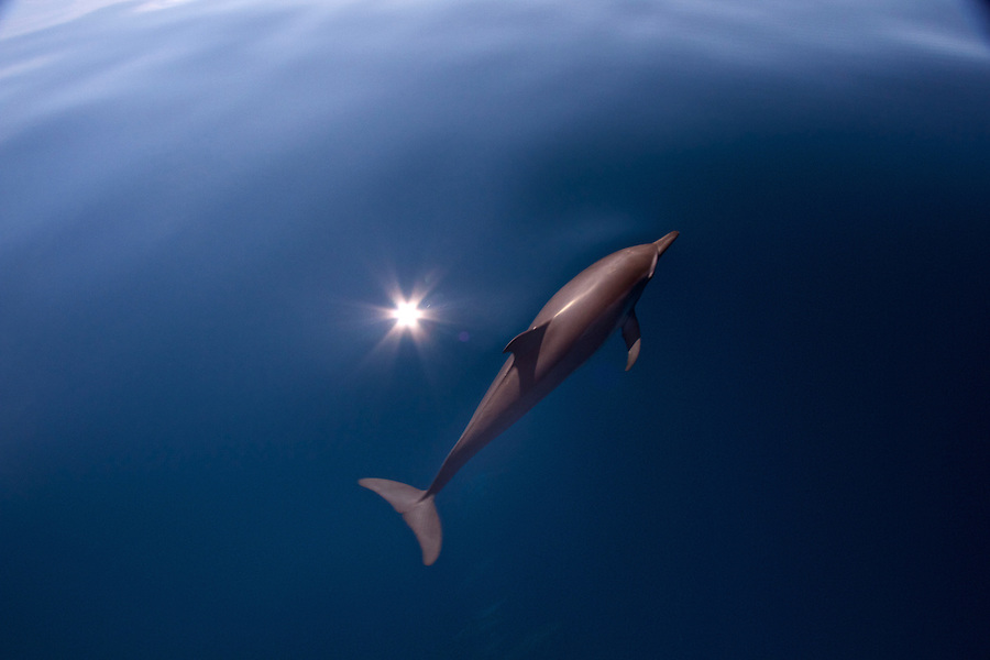 Birds Eye Dolphin.jpg