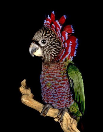 Hawk Head Parrot.jpg