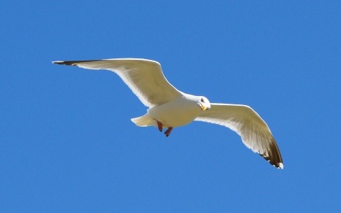 SEAgull.jpg