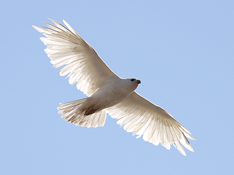 WhiteHawk.jpg