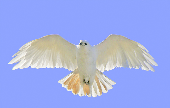 white red tail.jpg