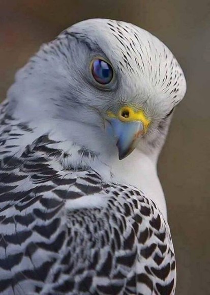 Grey Falcon.jpg
