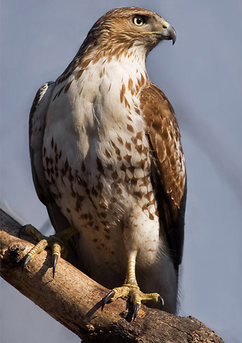 Young Hawk.jpg