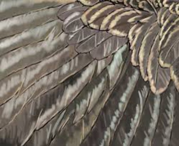 Feather Sky.jpg