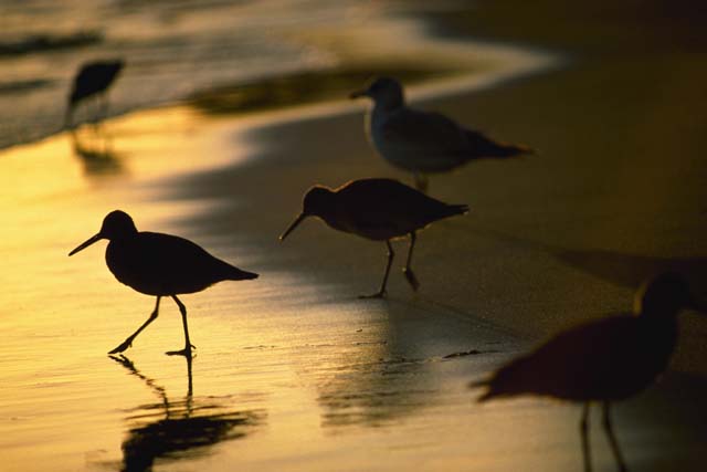 Sandpiper.JPG
