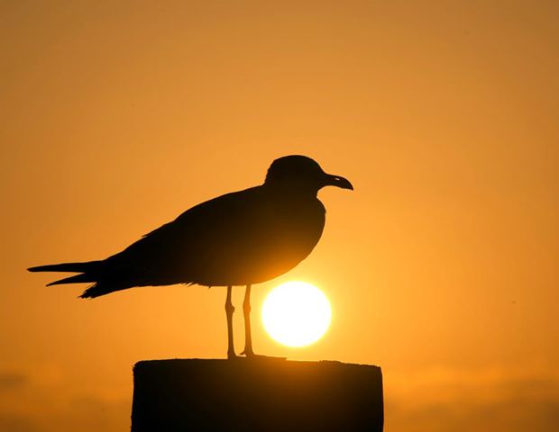 Sun Bird.jpg
