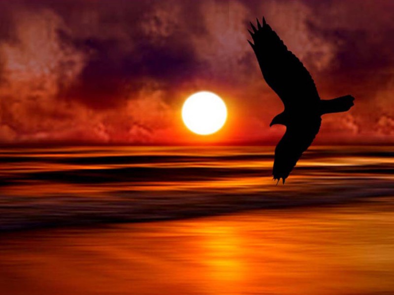 A Sunset Flight.jpg