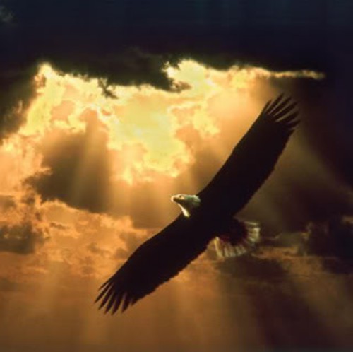 Soaring Eagle.jpg