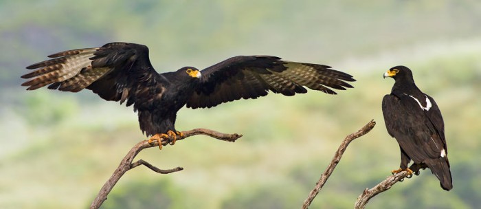 Black-Eagles.jpg